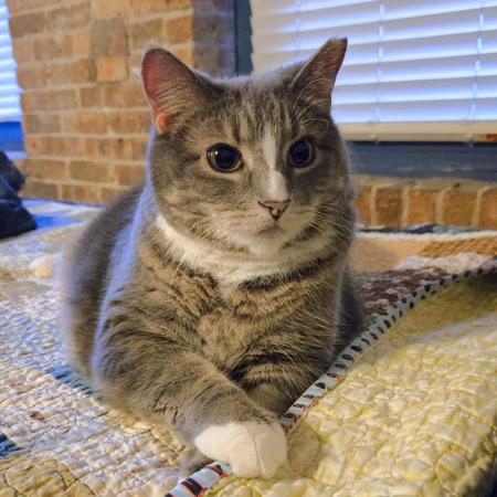 Jellianne Toe Beans, a Adoptable Domestic Short Hair in Chicago, IL image 4/5
