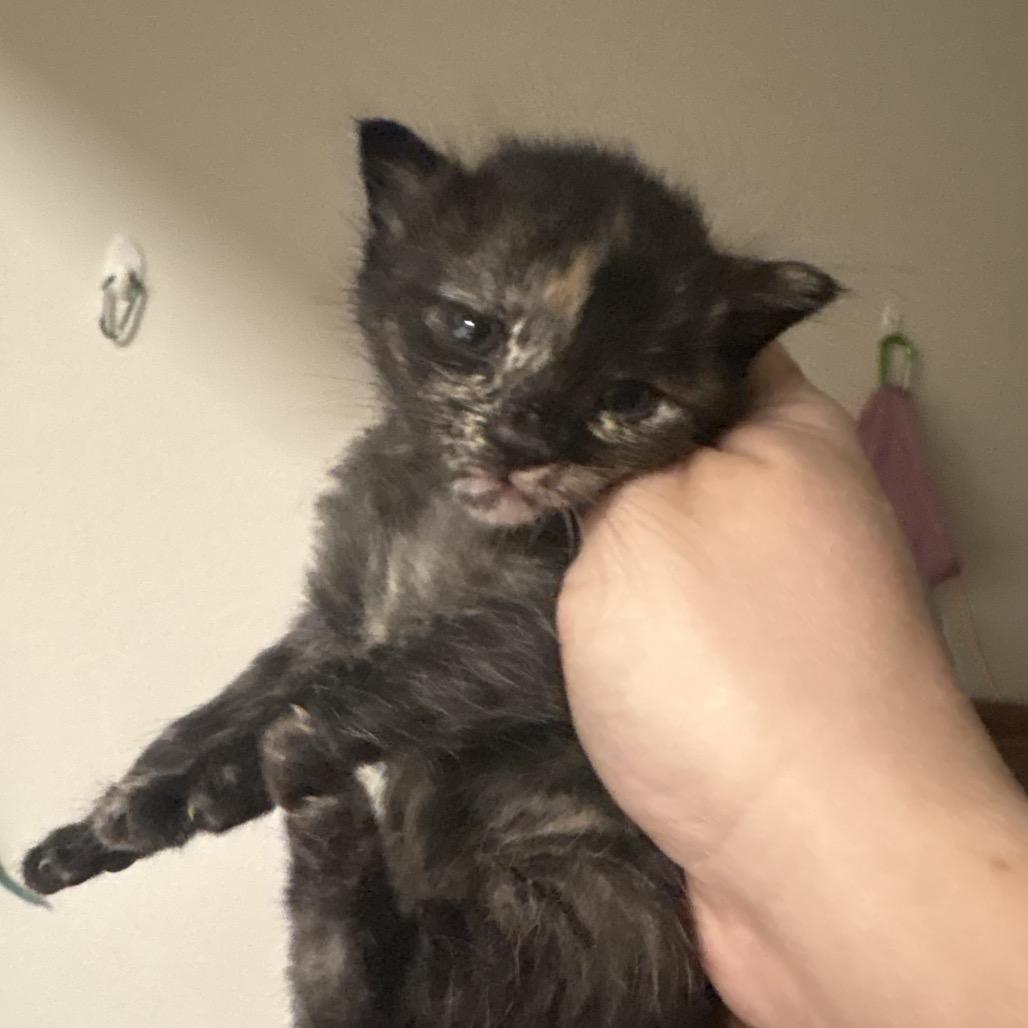 Enlarge Mag Pie, a Adoptable Domestic Short Hair in Escondido, CA image 1/6