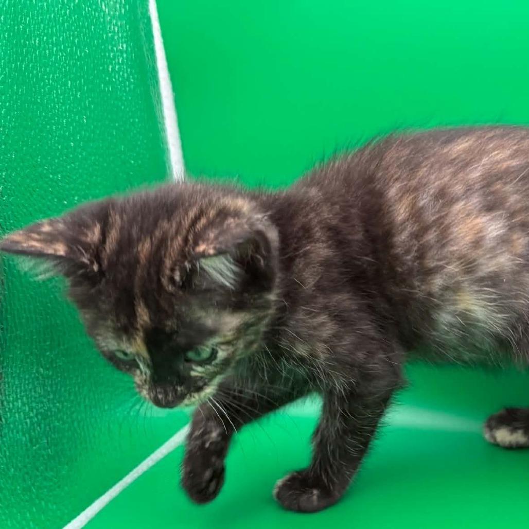 Enlarge Mag Pie, a Adoptable Domestic Short Hair in Escondido, CA image 2/6