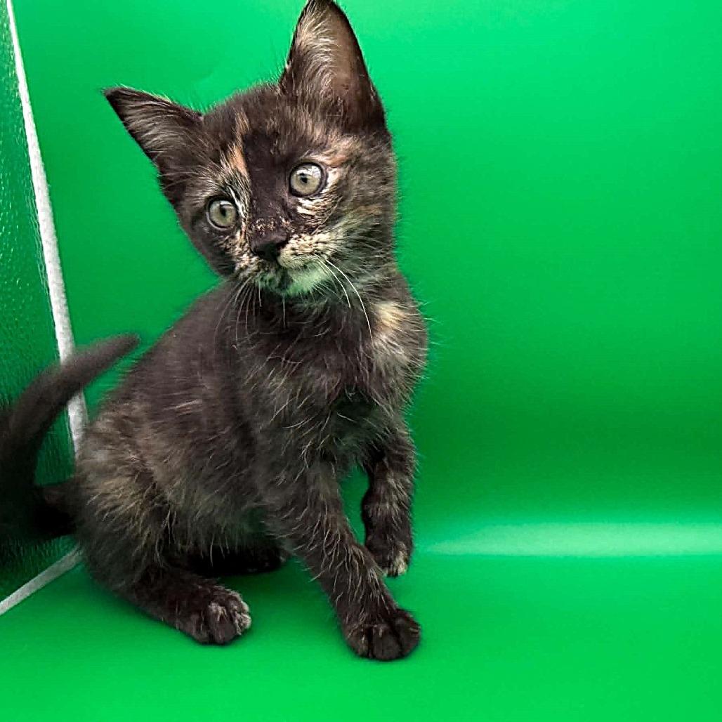 Enlarge Mag Pie, a Adoptable Domestic Short Hair in Escondido, CA image 3/6
