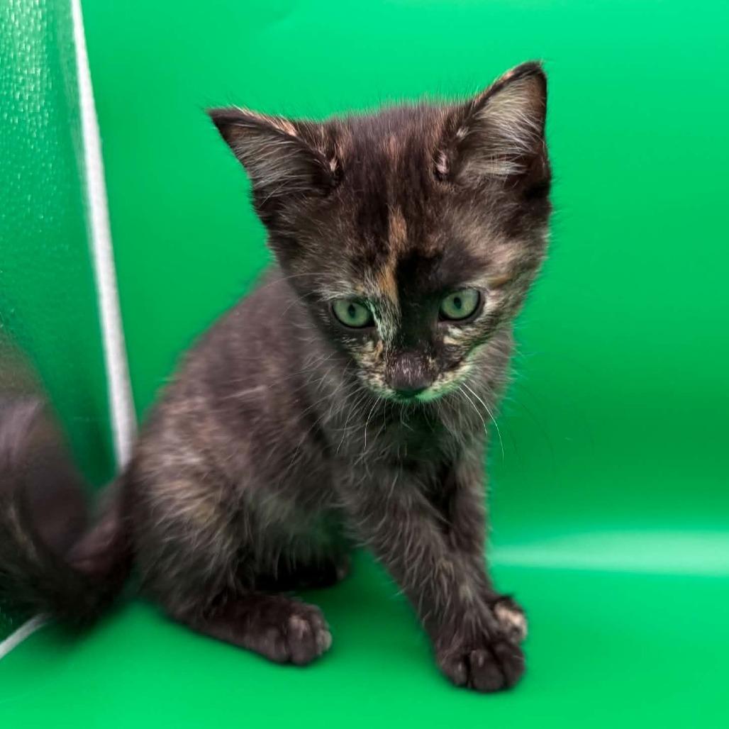 Enlarge Mag Pie, a Adoptable Domestic Short Hair in Escondido, CA image 4/6
