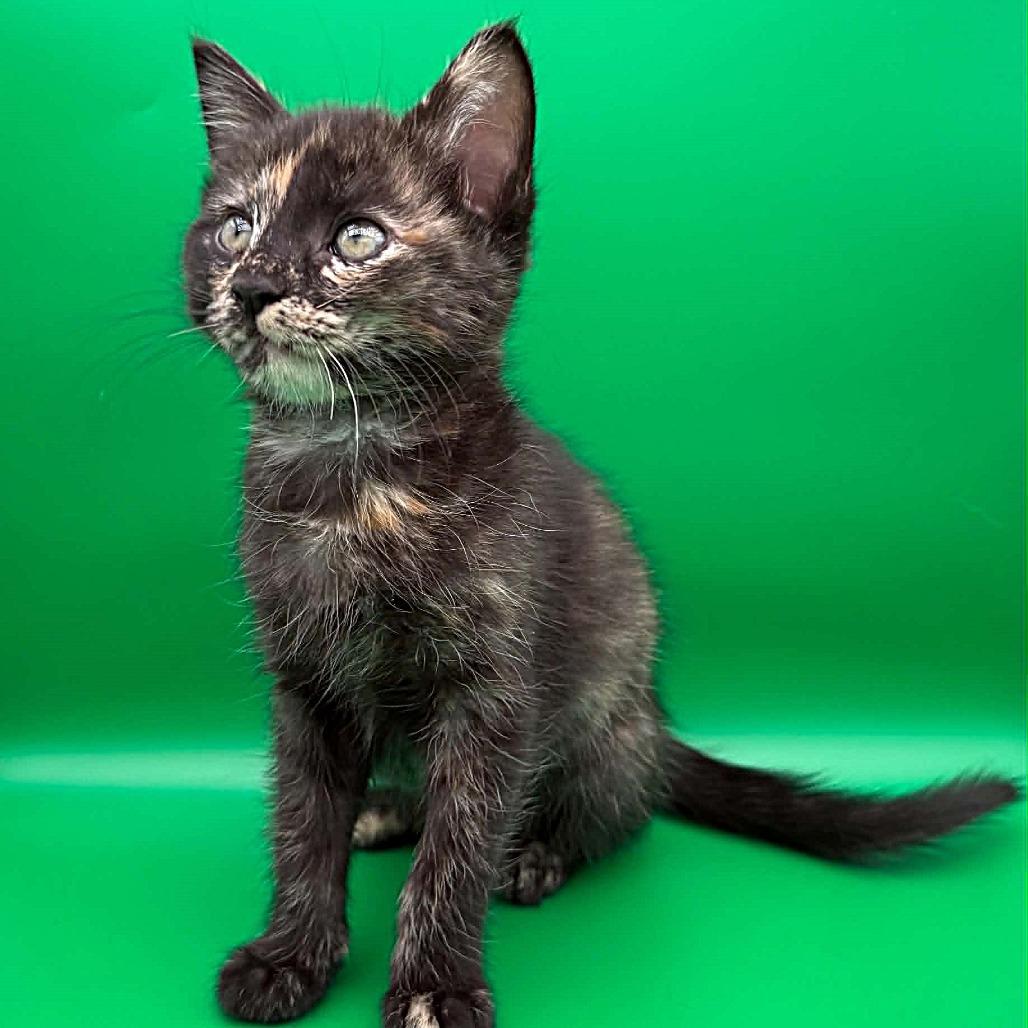 Enlarge Mag Pie, a Adoptable Domestic Short Hair in Escondido, CA image 5/6