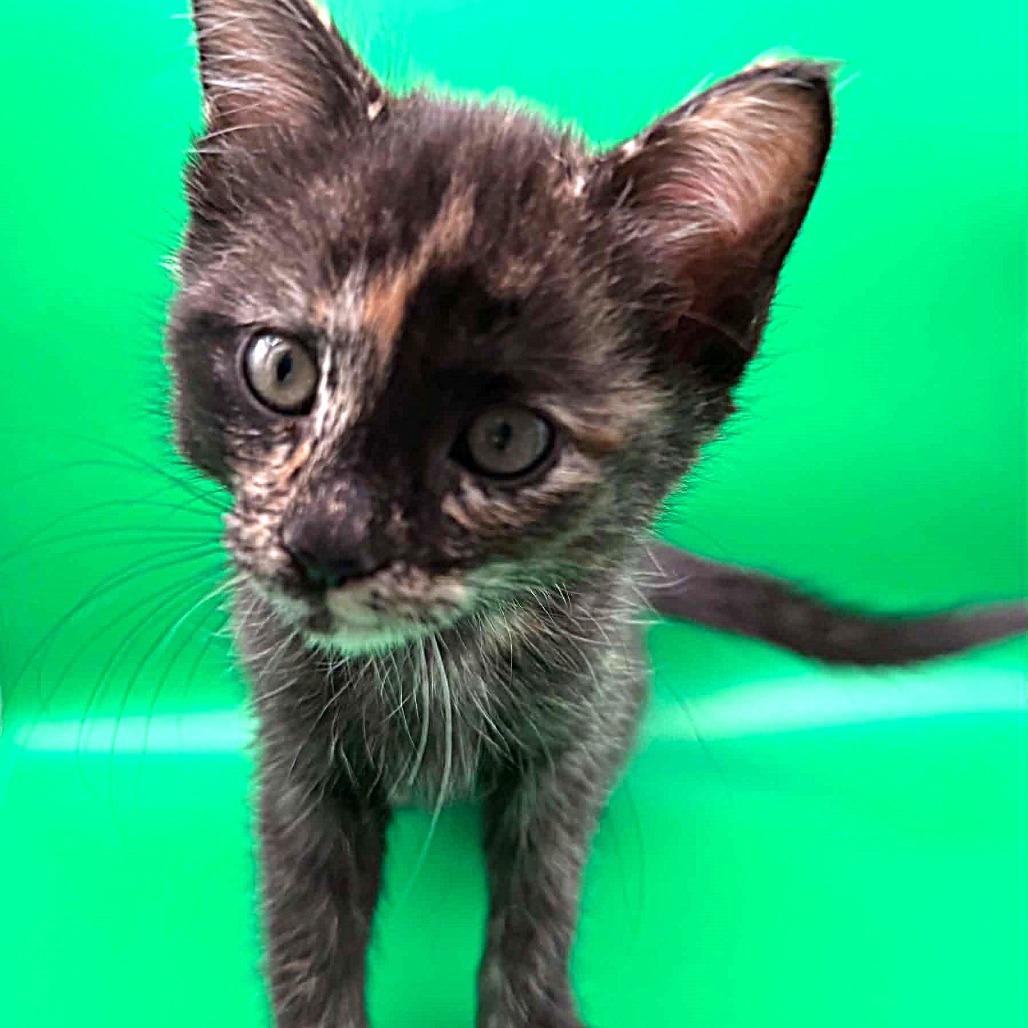 Enlarge Mag Pie, a Adoptable Domestic Short Hair in Escondido, CA image 6/6