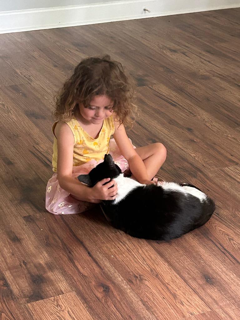 Oreo Cookie, Adoptable, Adult Male Domestic Short Hair.