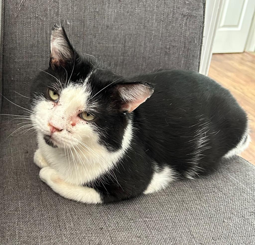 Oreo Cookie, Adoptable, Adult Male Domestic Short Hair.