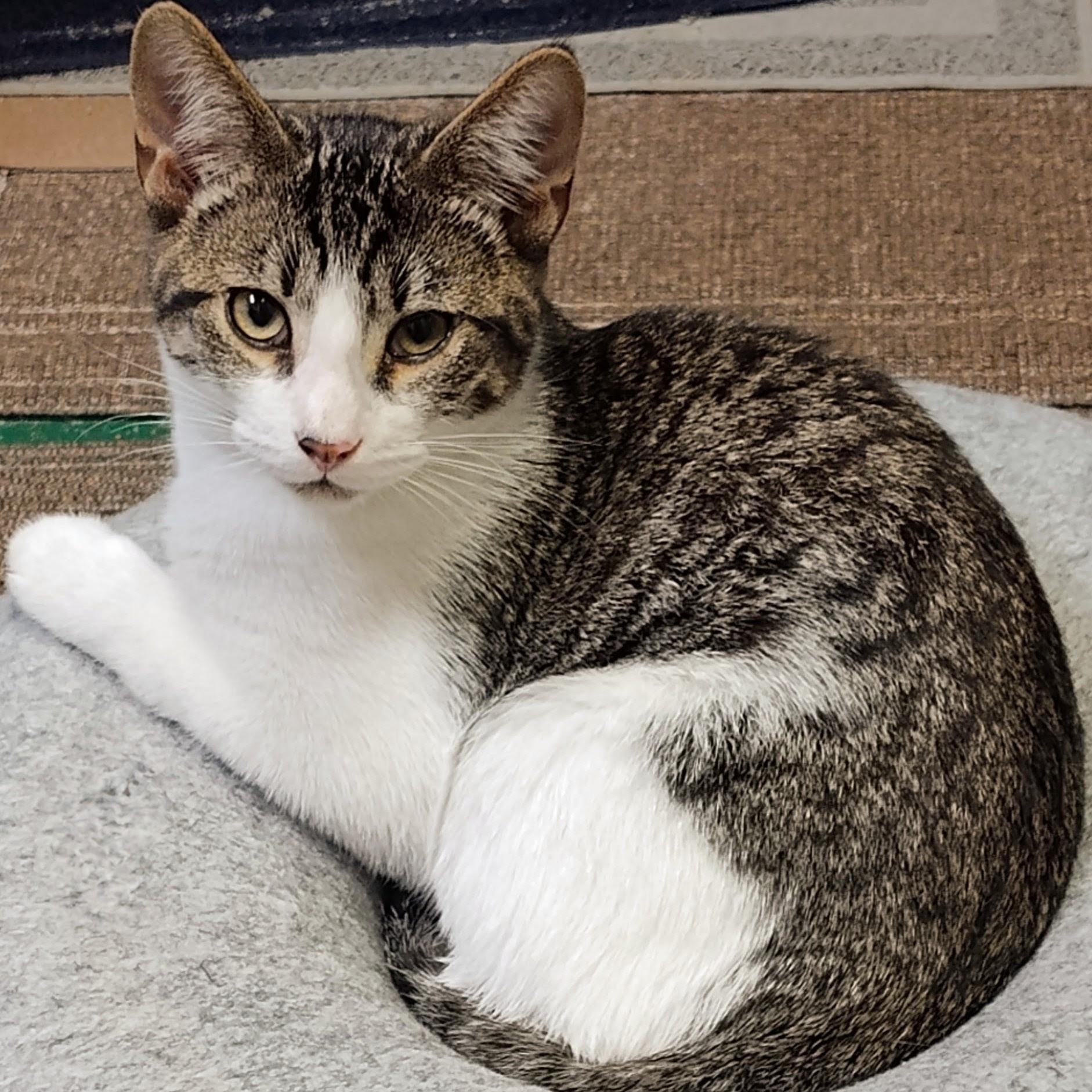 Marcello, Adoptable, Kitten Male Domestic Short Hair.