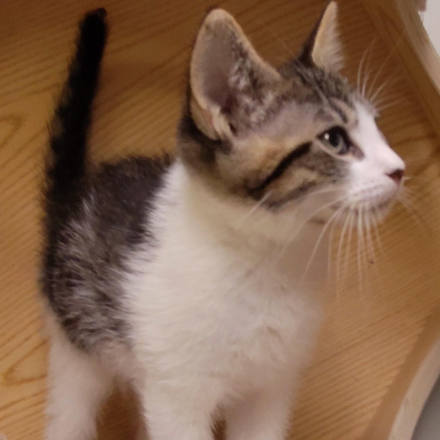 Marcello, Adoptable, Kitten Male Domestic Short Hair.