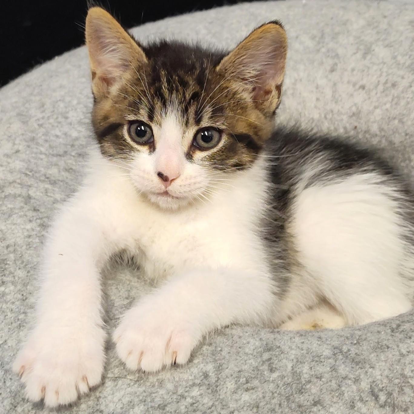 Marcello, a Adoptable Domestic Short Hair in Wilsonville, OR image 2/5