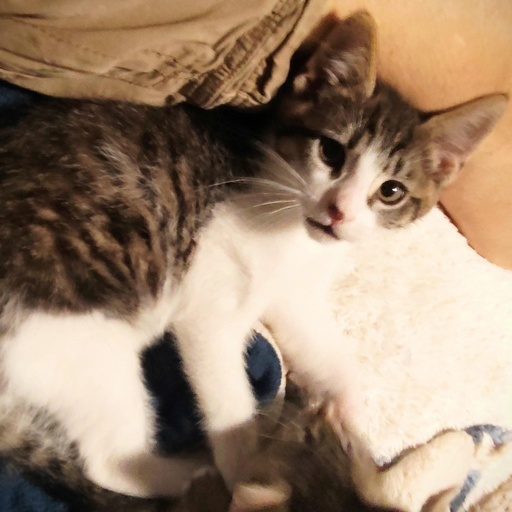 Marcello, a Adoptable Domestic Short Hair in Wilsonville, OR image 3/5