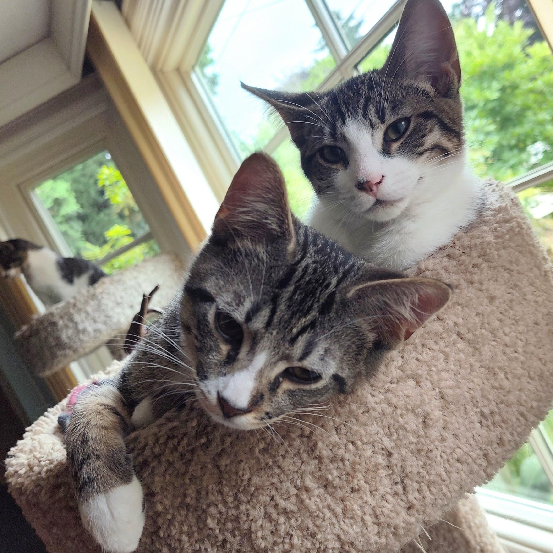 Marcello, a Adoptable Domestic Short Hair in Wilsonville, OR image 1/5