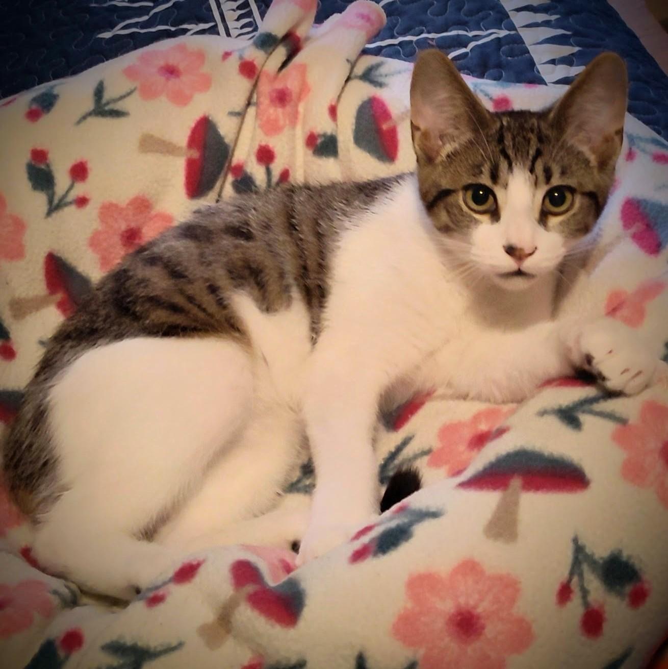 Marcello, a Adoptable Domestic Short Hair in Wilsonville, OR image 2/5