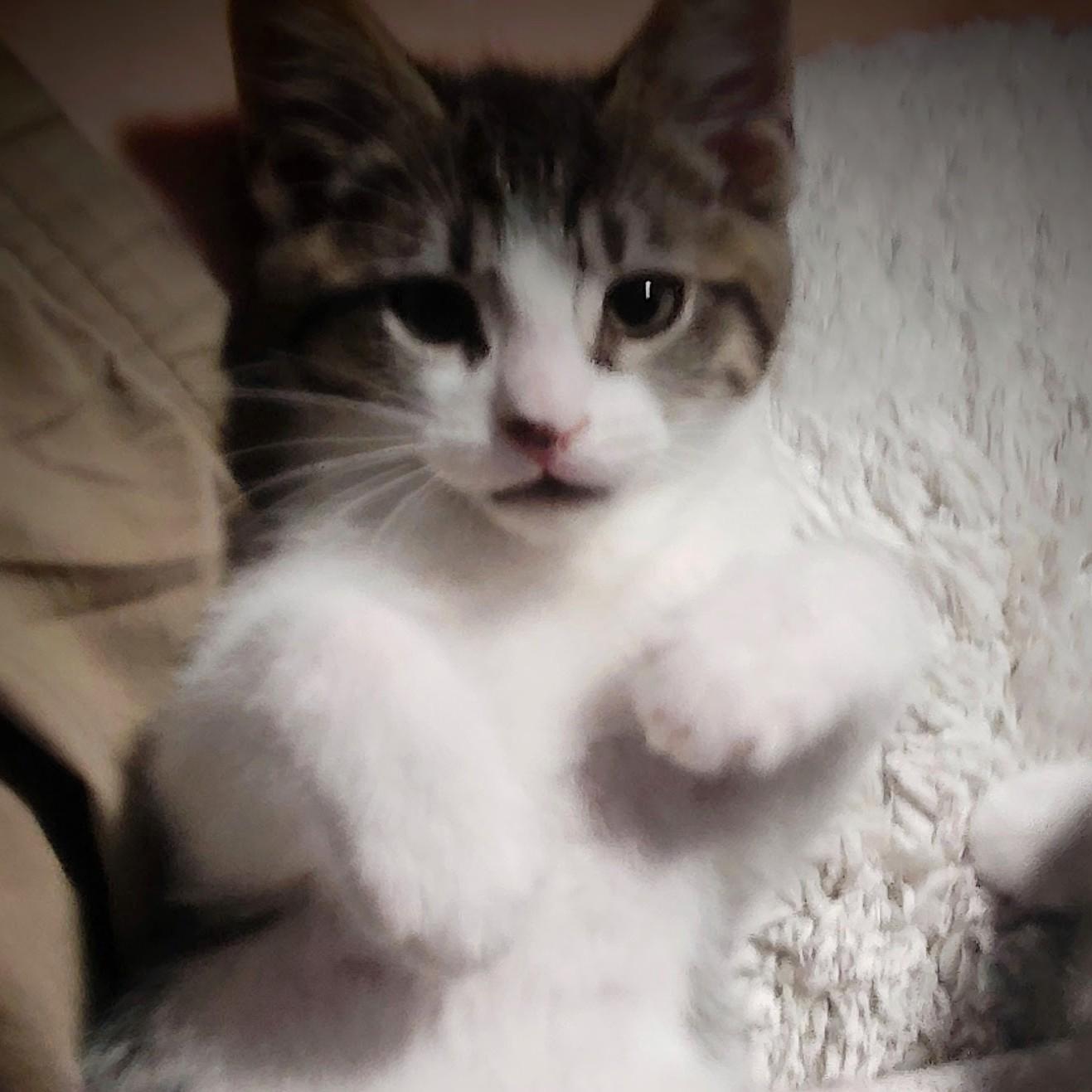 Marcello, a Adoptable Domestic Short Hair in Wilsonville, OR image 4/5
