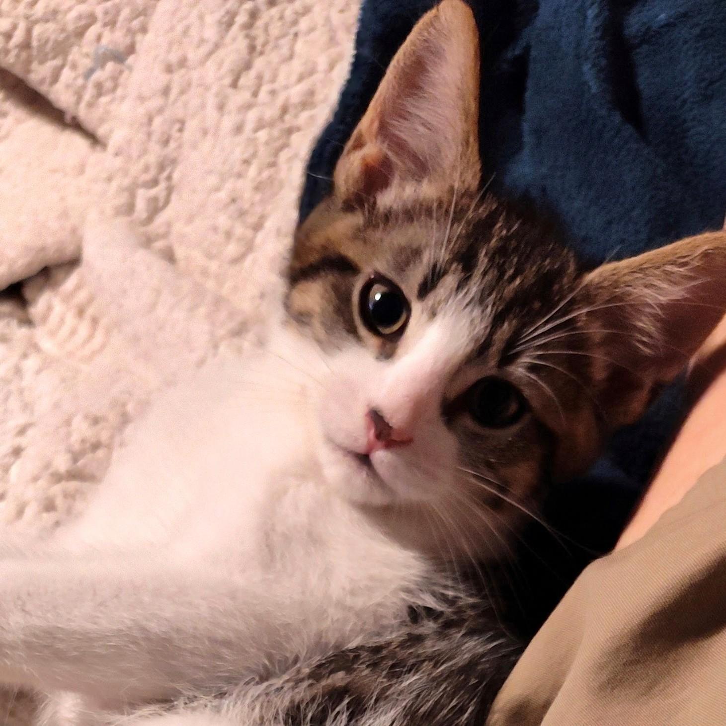Marcello, a Adoptable Domestic Short Hair in Wilsonville, OR image 5/5