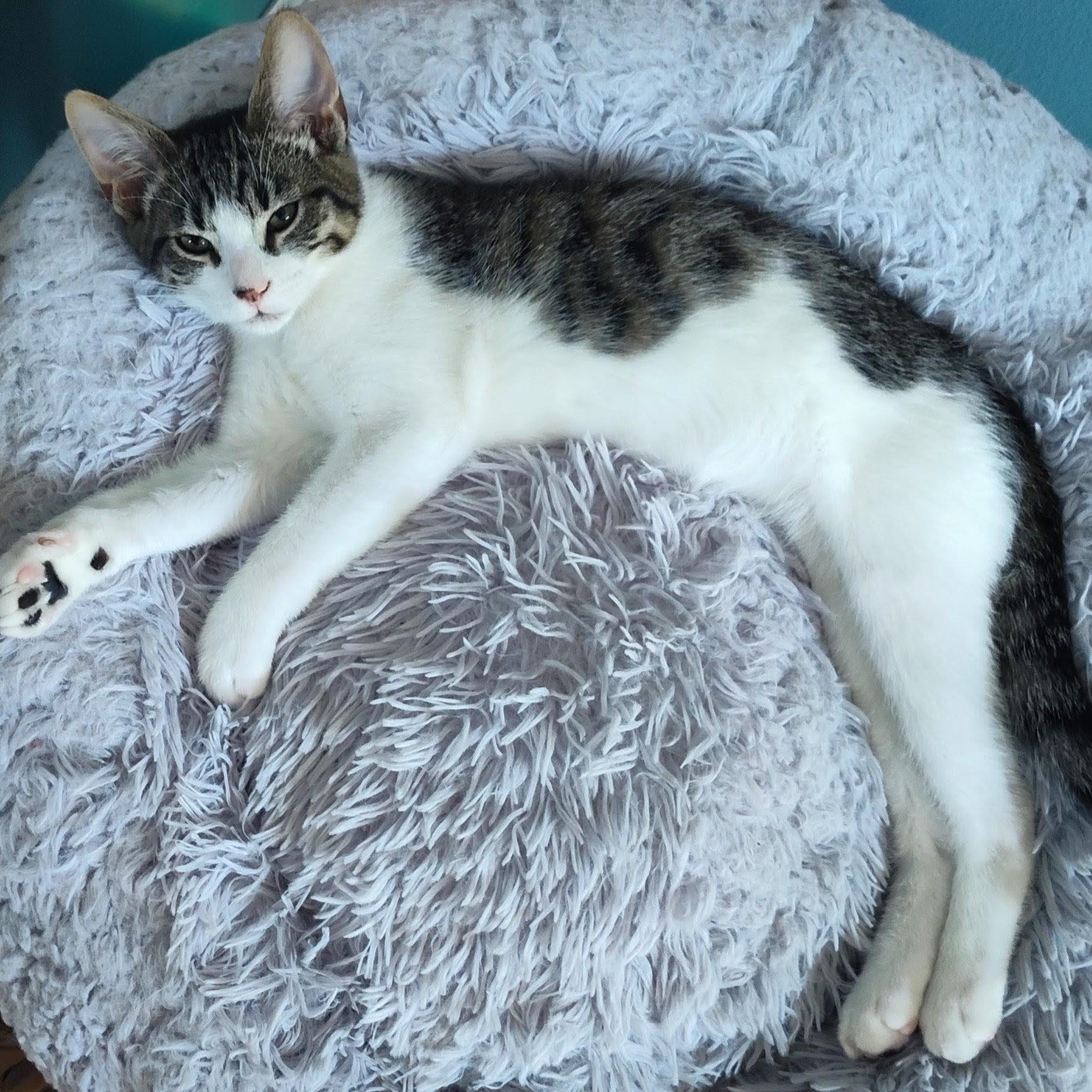 Marcello, a Adoptable Domestic Short Hair in Wilsonville, OR image 3/5