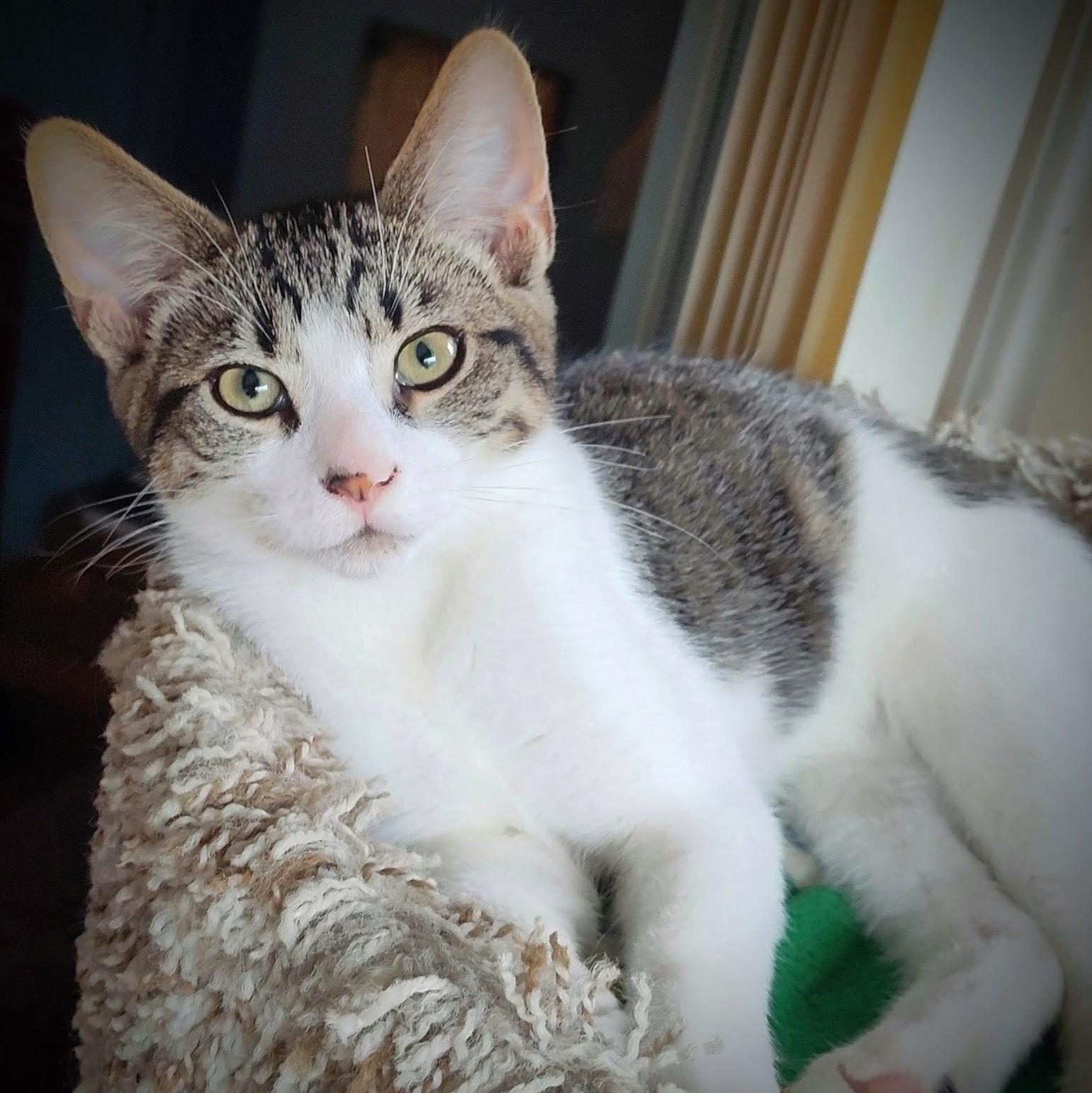 Marcello, a Adoptable Domestic Short Hair in Wilsonville, OR image 4/5