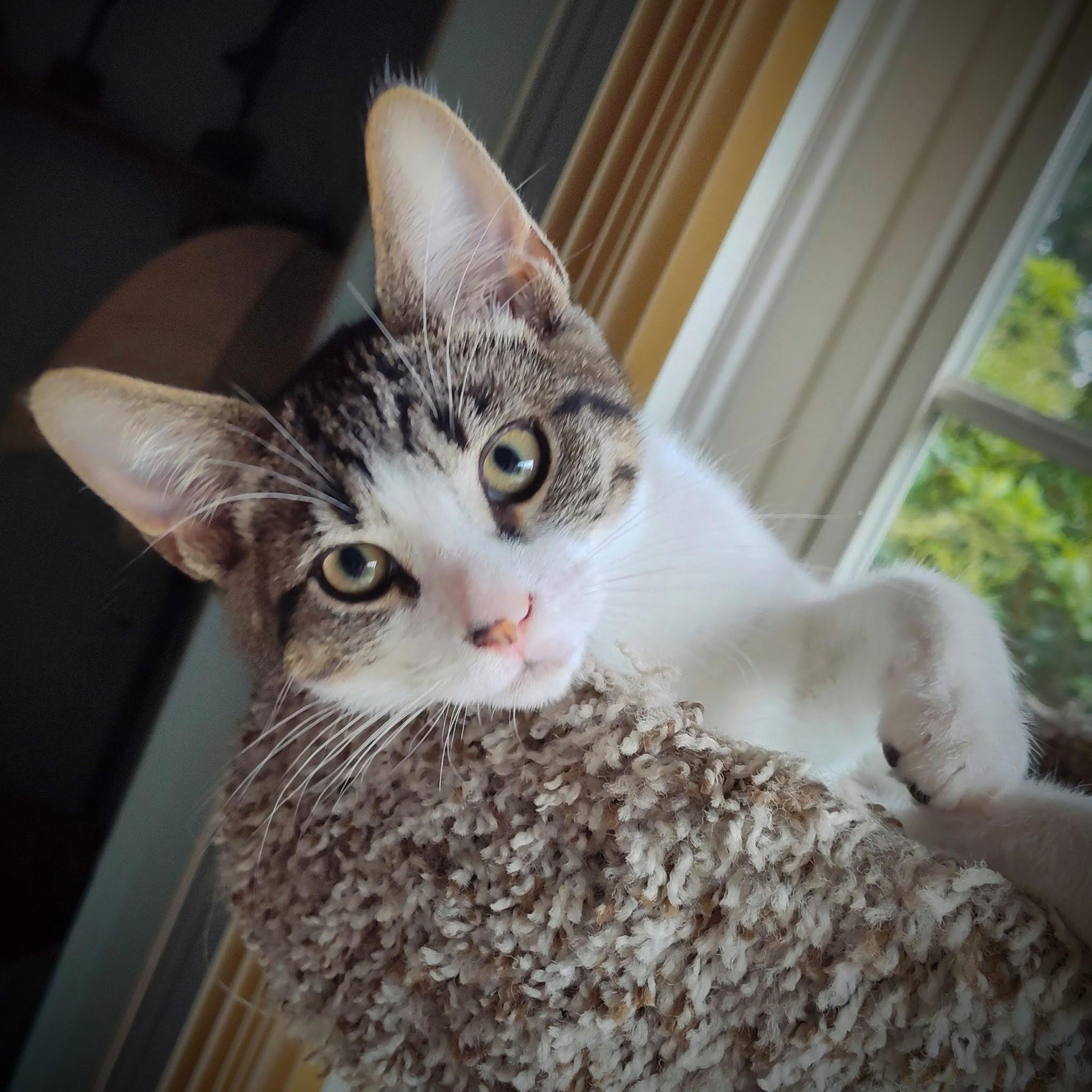 Marcello, a Adoptable Domestic Short Hair in Wilsonville, OR image 5/5