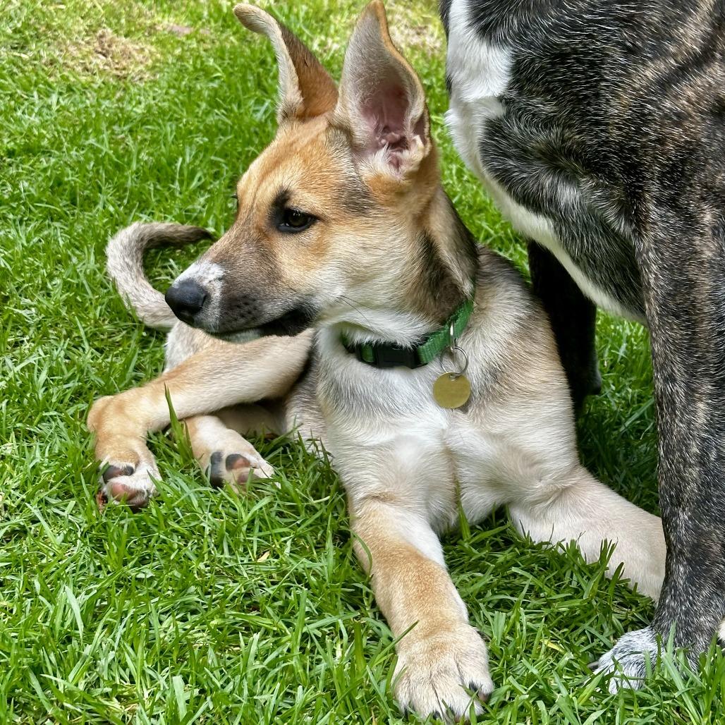 Astra, a Adoptable Shepherd in Sonoma, CA image 1/6