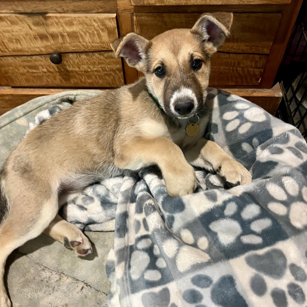 Astra, a Adoptable Shepherd in Sonoma, CA image 2/6