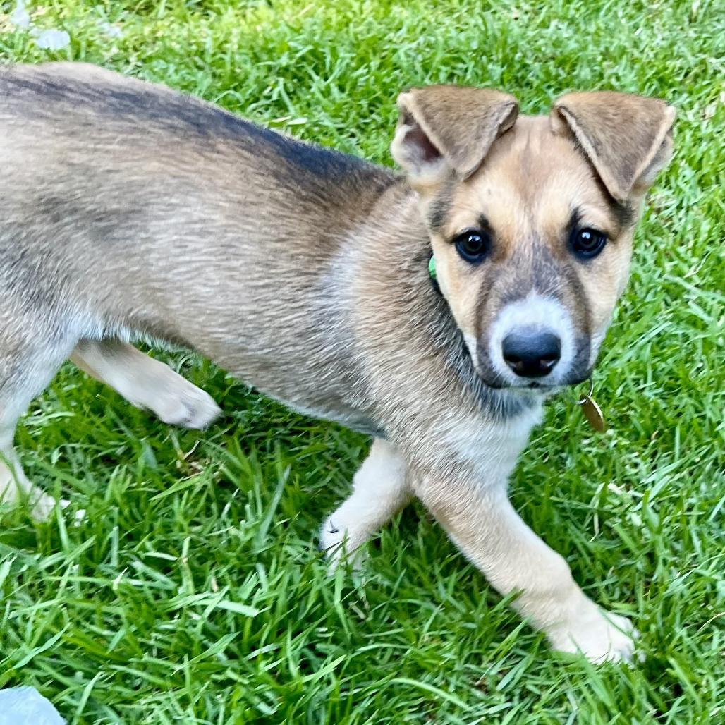 Astra, a Adoptable Shepherd in Sonoma, CA image 3/6