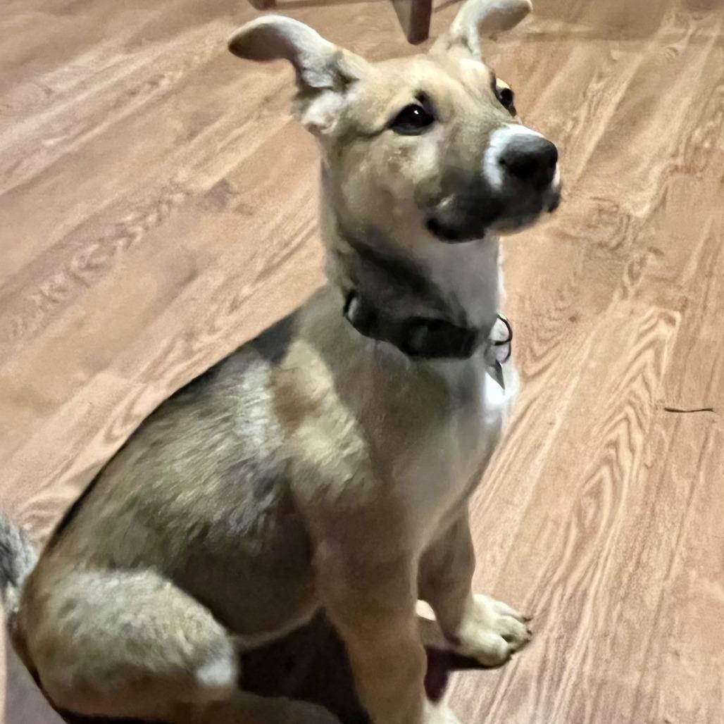 Astra, a Adoptable Shepherd in Sonoma, CA image 4/6