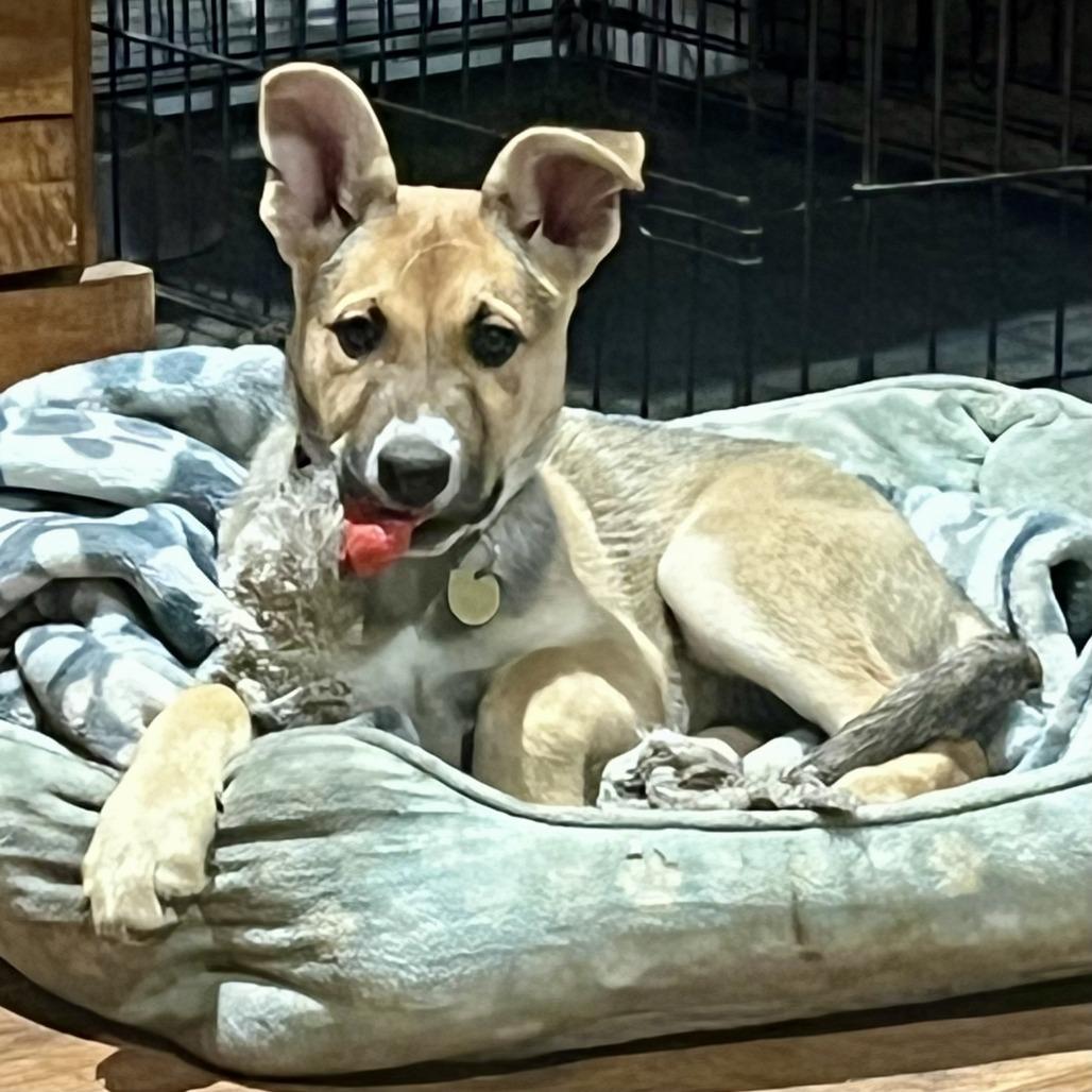 Astra, a Adoptable Shepherd in Sonoma, CA image 5/6