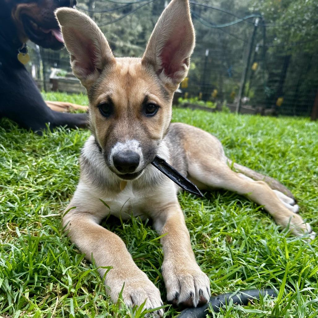 Astra, a Adoptable Shepherd in Sonoma, CA image 6/6