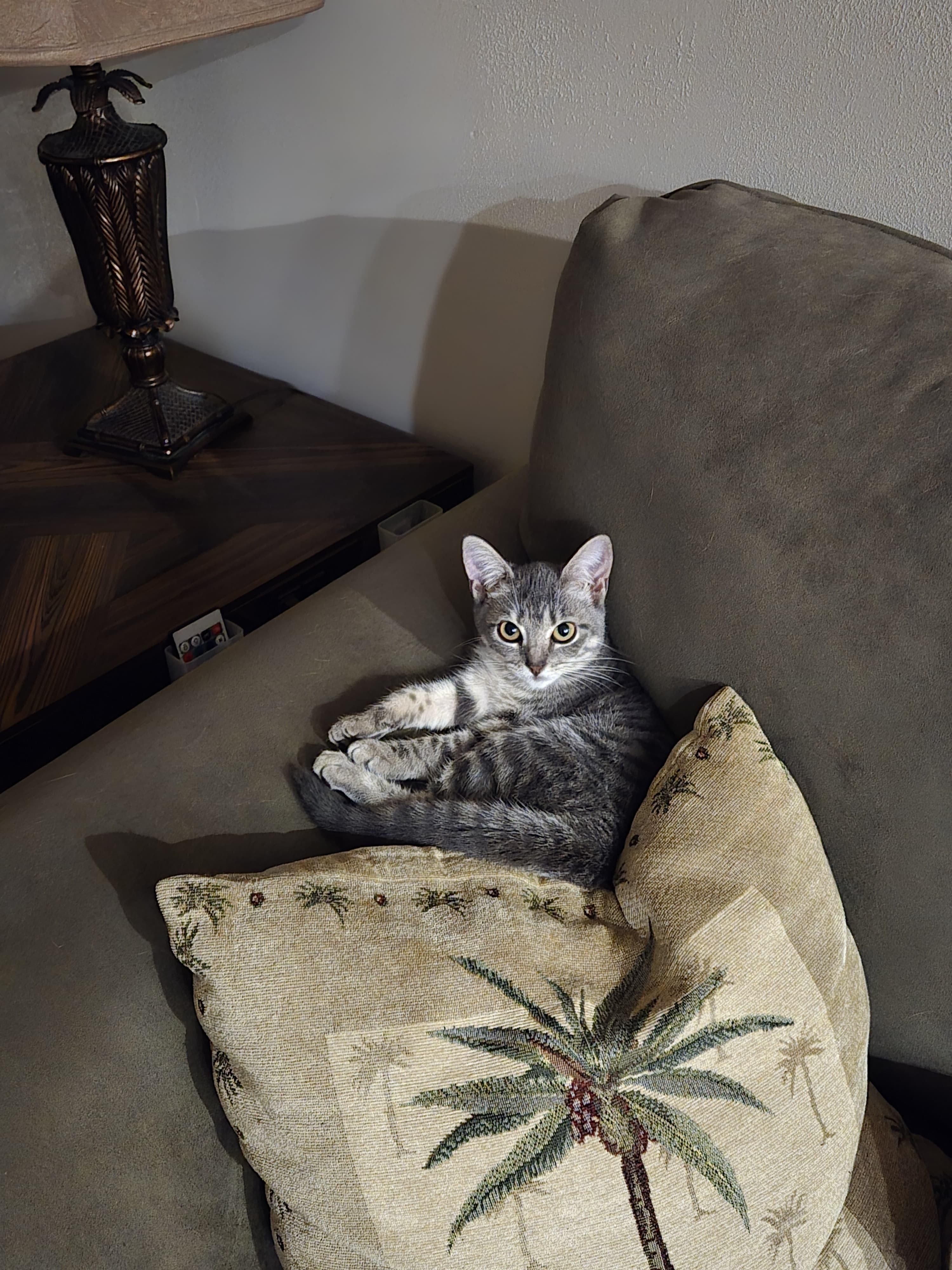 Brandy — thumbnail 2