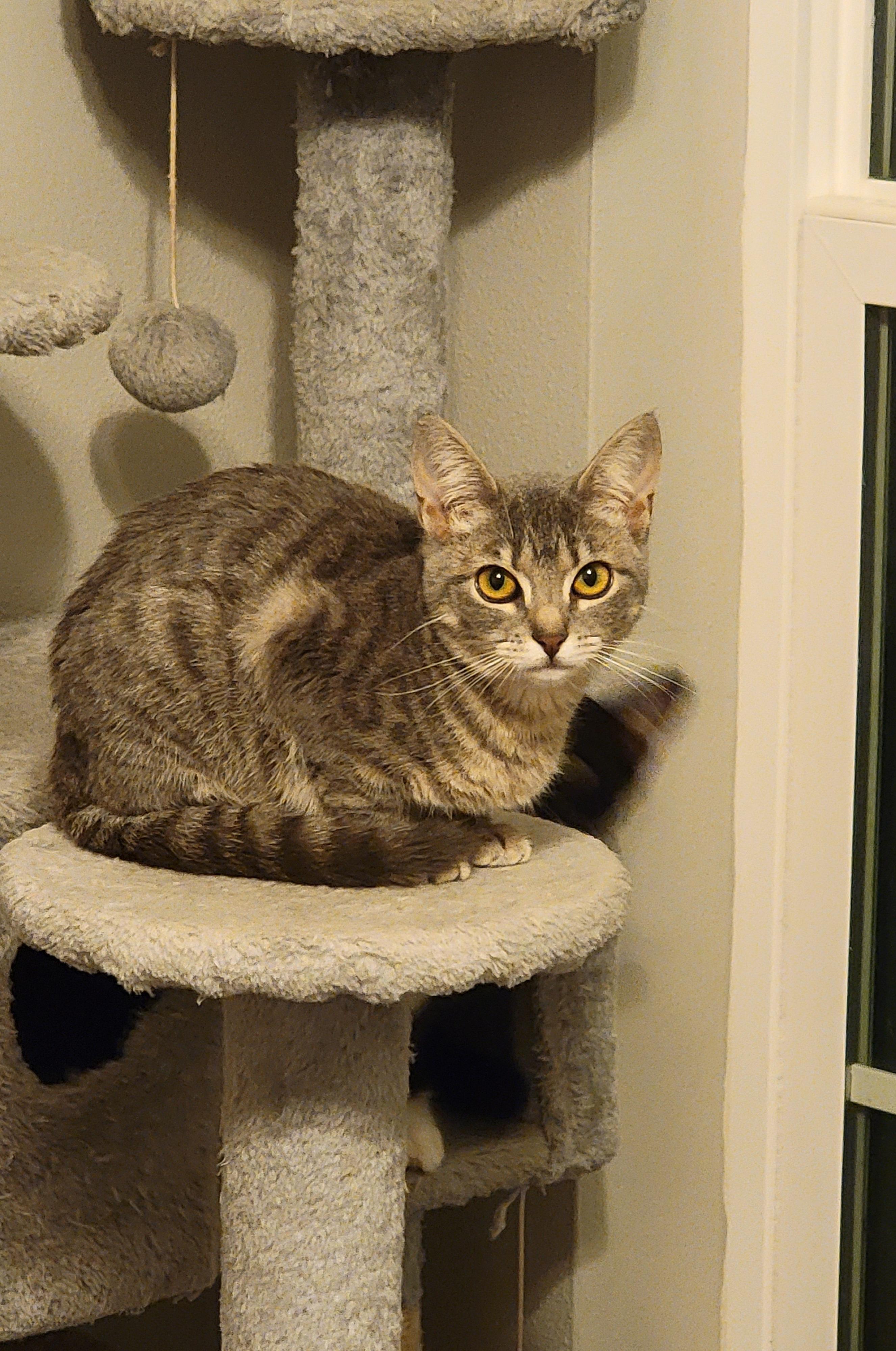 Brandy — thumbnail 4