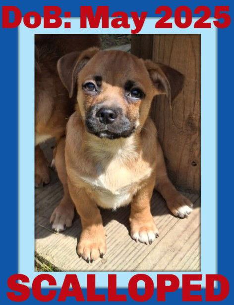 Enlarge SCALLOPED, a Adopted Pug in Sebec, ME image 1/2