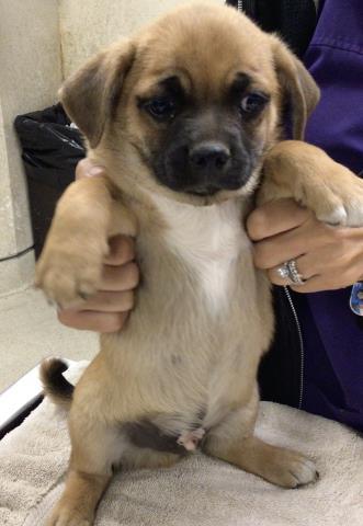 Enlarge SCALLOPED, a Adopted Pug in Sebec, ME image 2/2