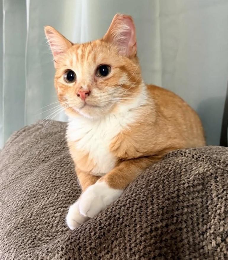 Mikey, adopted, Young Male Domestic Short Hair.