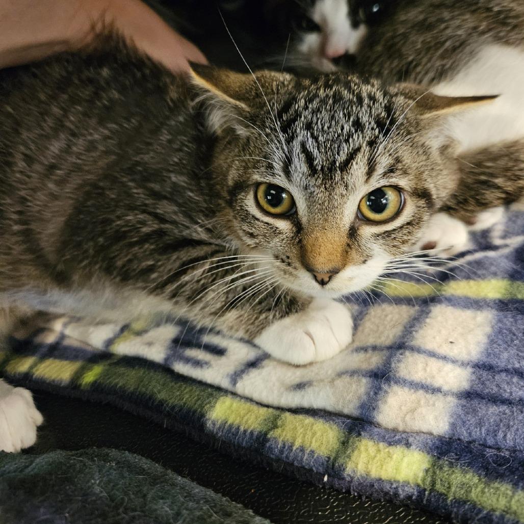 Enlarge Sassy, a Adoptable Domestic Short Hair in Port Townsend, WA image 1/1