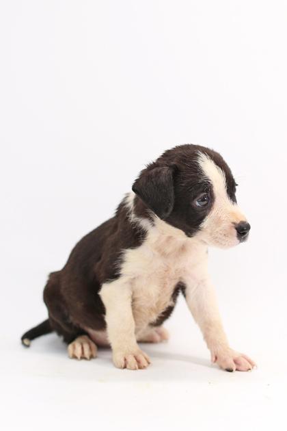 Strawberry, a Adoptable mixed breed in Morton Grove, IL image 1/3