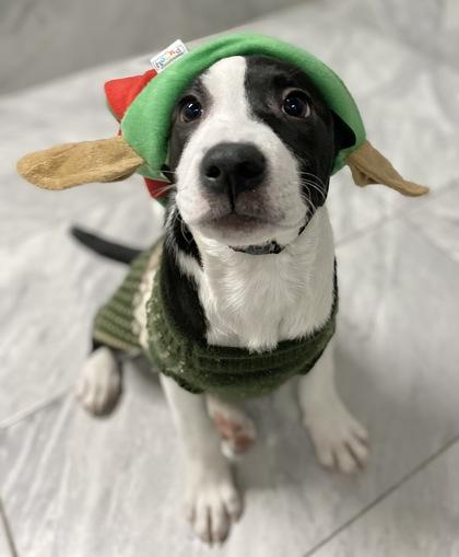 Strawberry, a Adoptable mixed breed in Morton Grove, IL image 1/3