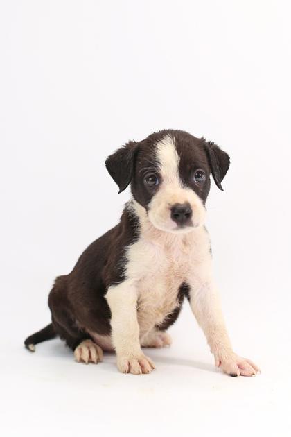 Strawberry, a Adoptable mixed breed in Morton Grove, IL image 2/3