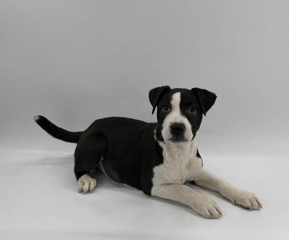 Strawberry, a Adoptable mixed breed in Morton Grove, IL image 2/3