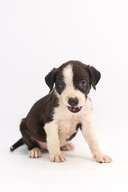 Strawberry, a Adoptable mixed breed in Morton Grove, IL image 3/3