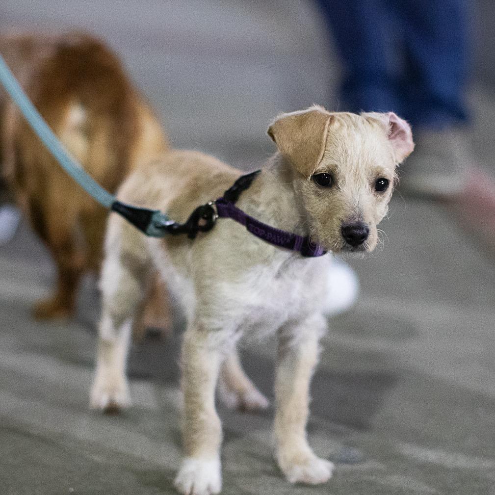 Caleb, Adoptable, Puppy Male Terrier & Chihuahua.
