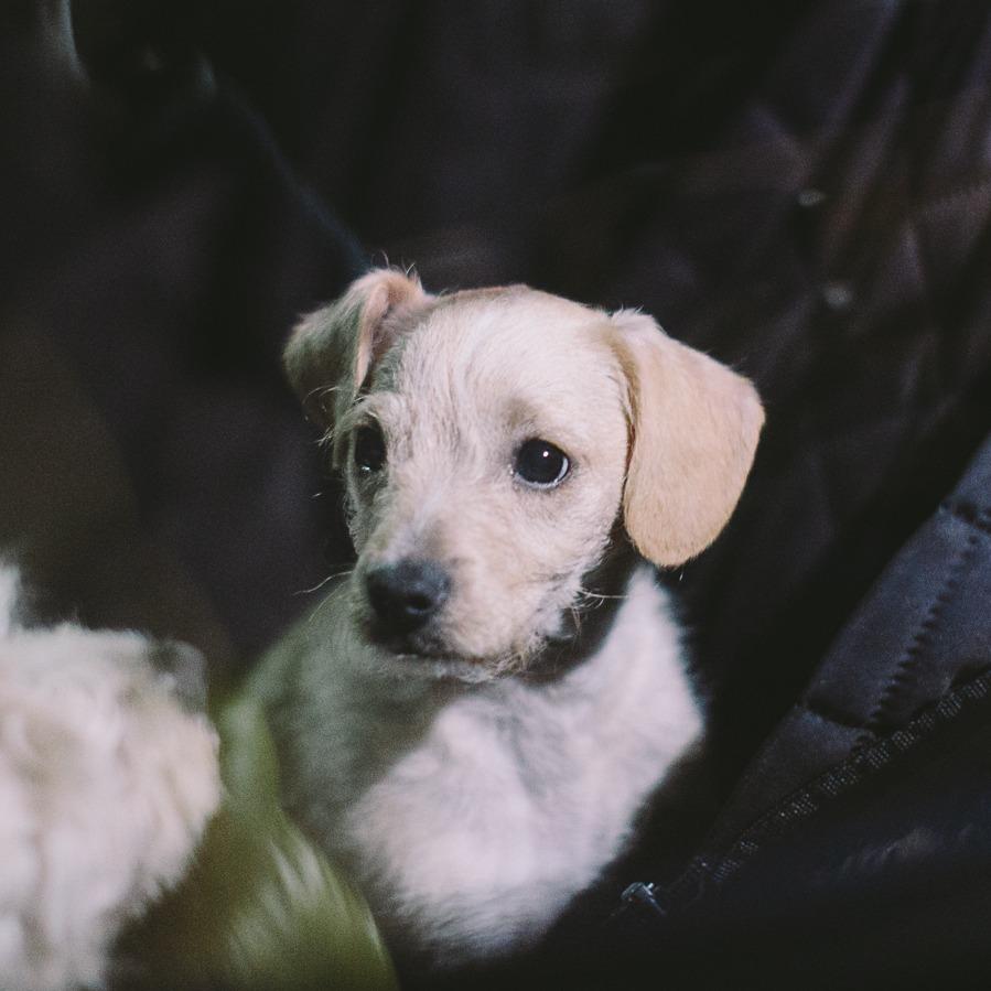 Enlarge Caleb, a Adoptable mixed breed in Pacifica, CA image 2/2