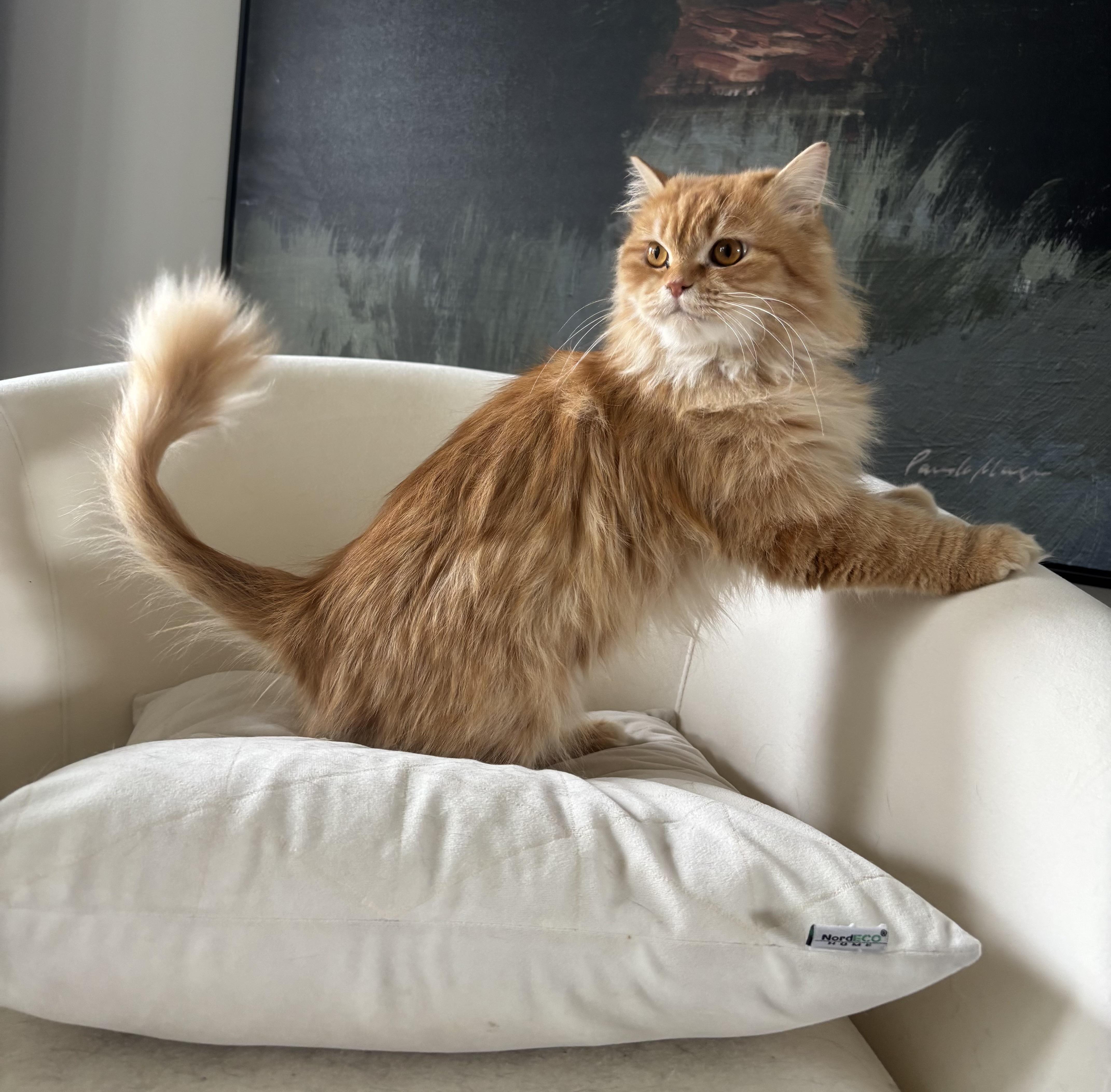 Enlarge Shereen & Hannah, a ADOPTABLE Persian in Allentown, NJ image 3/6