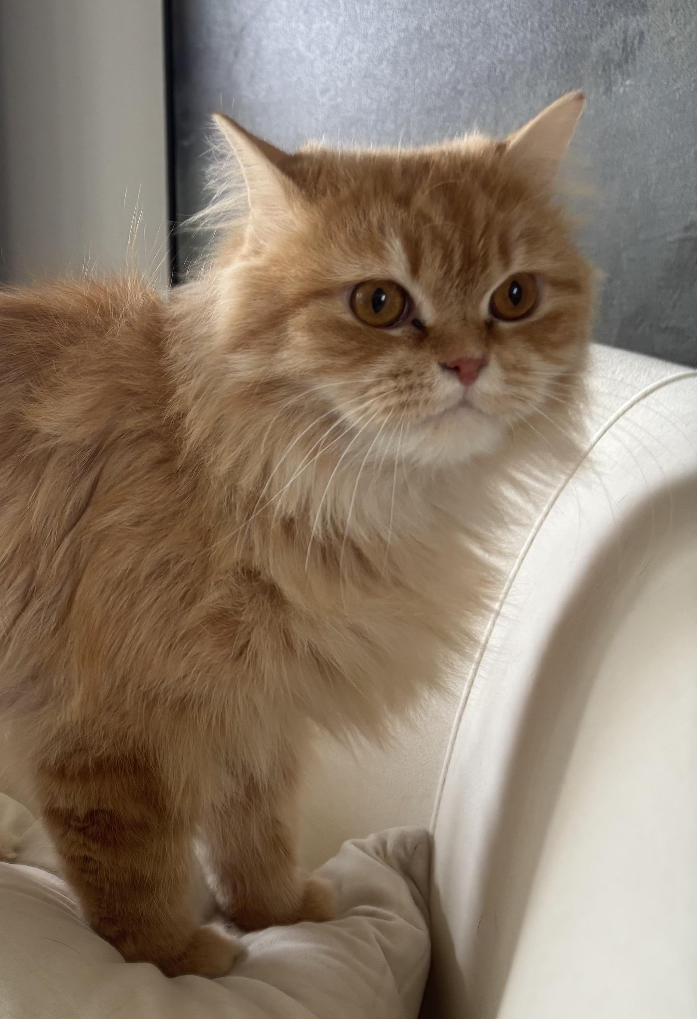 Enlarge Shereen & Hannah, a ADOPTABLE Persian in Allentown, NJ image 6/6