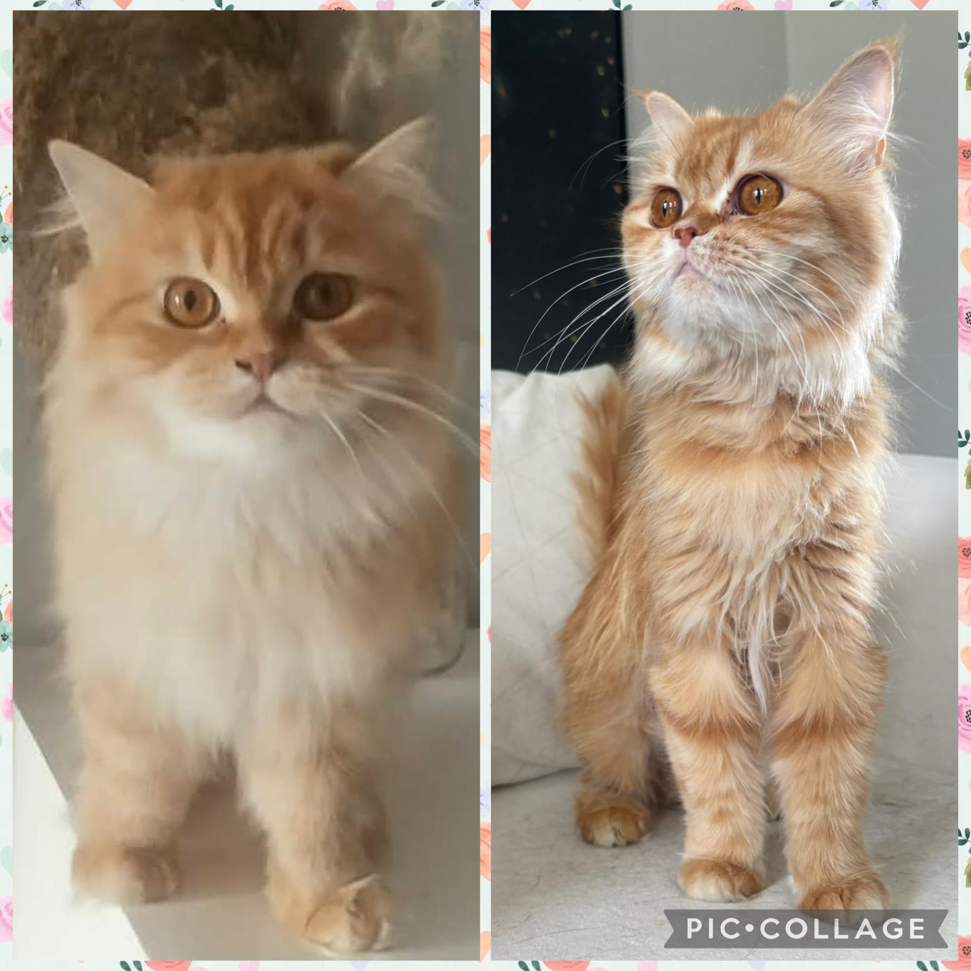 Shereen & Hannah, ADOPTABLE, Young Female Persian.