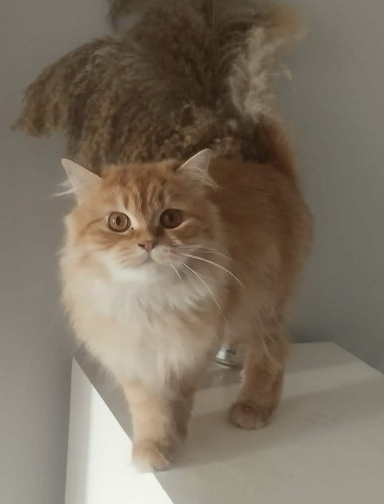 Enlarge Shereen & Hannah, a ADOPTABLE Persian in Allentown, NJ image 5/6