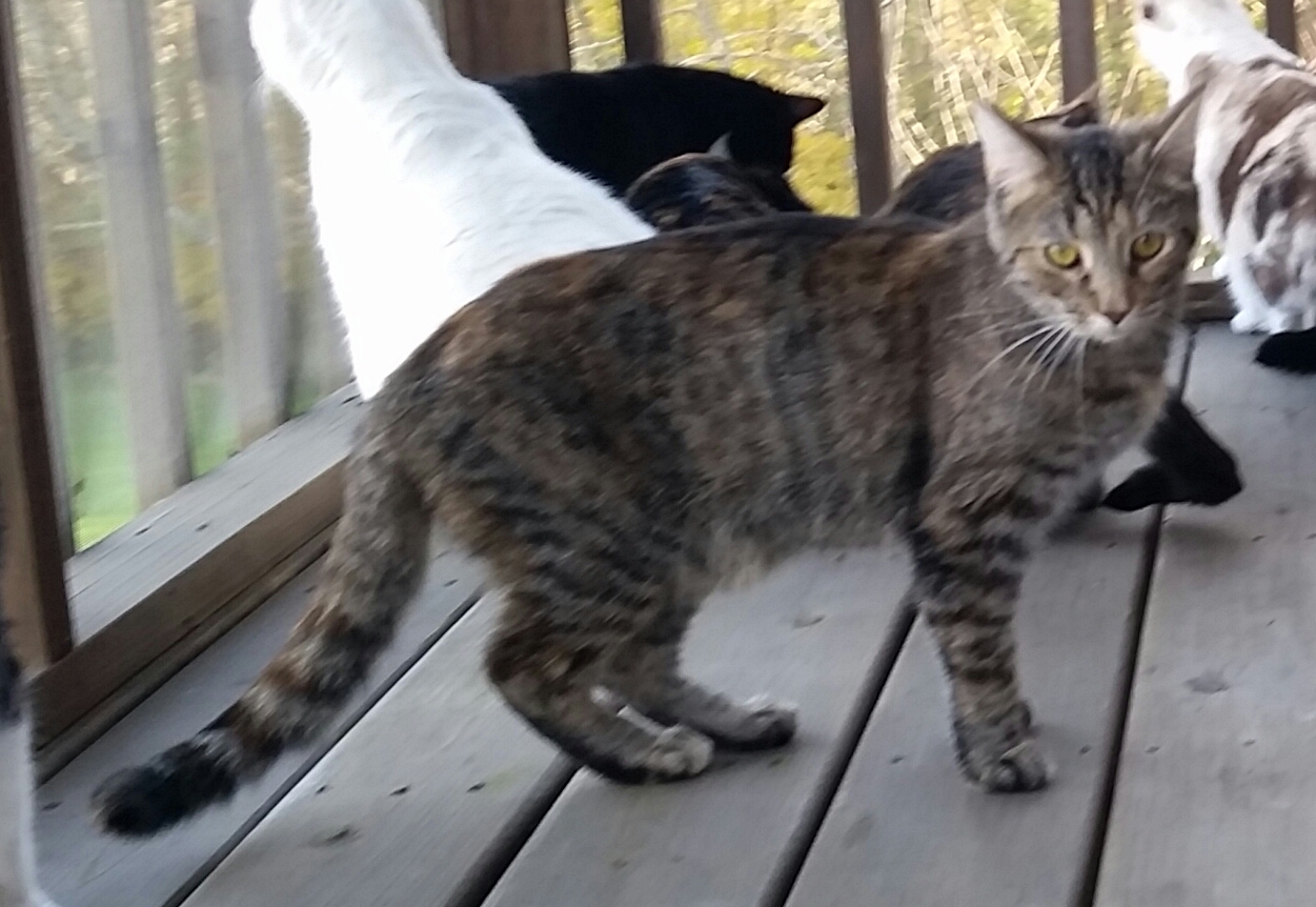 TIGER B, Adoptable, Adult Female Tiger.