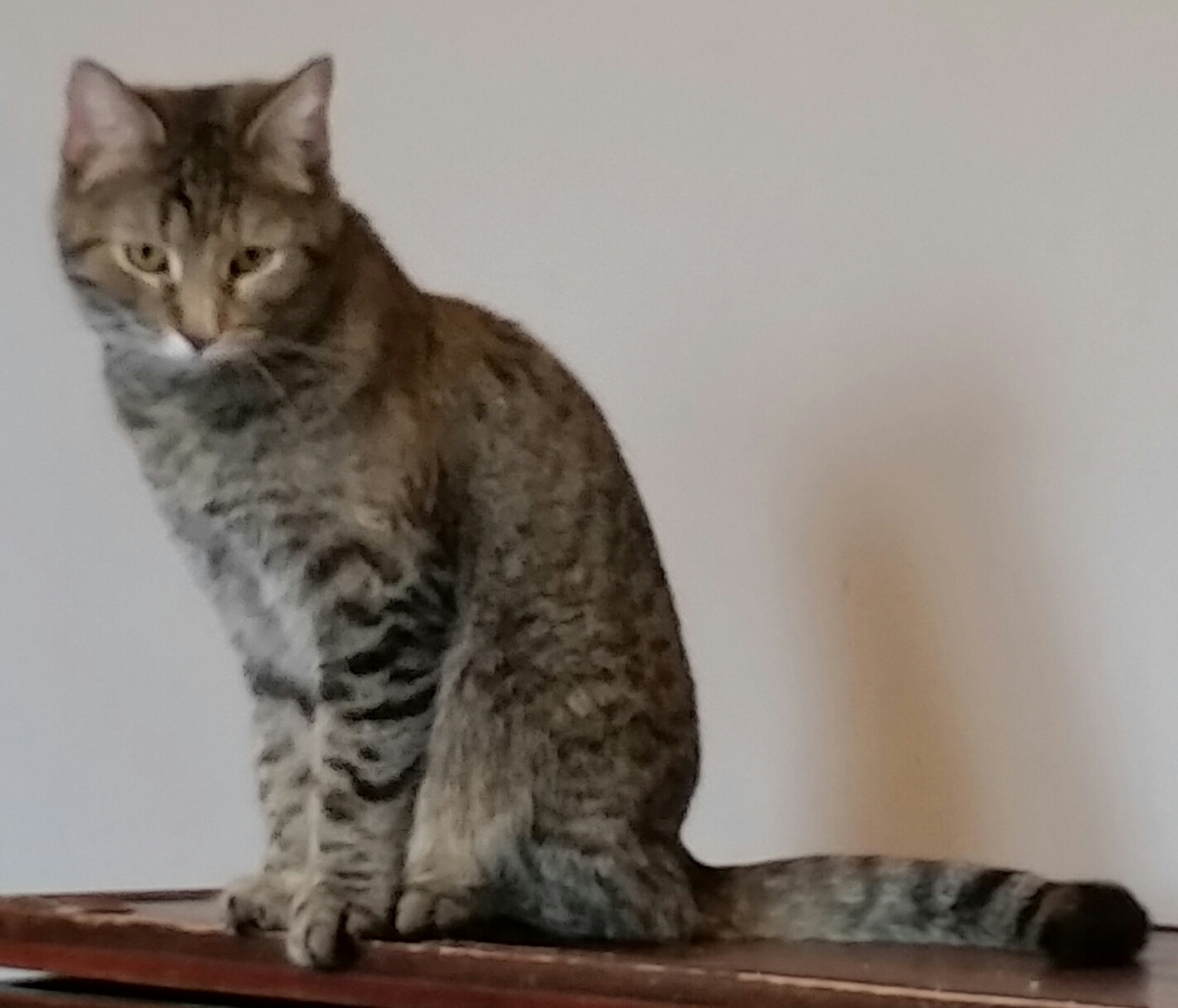 TIGER B, a Adoptable Tiger in Sardinia, OH image 2/6