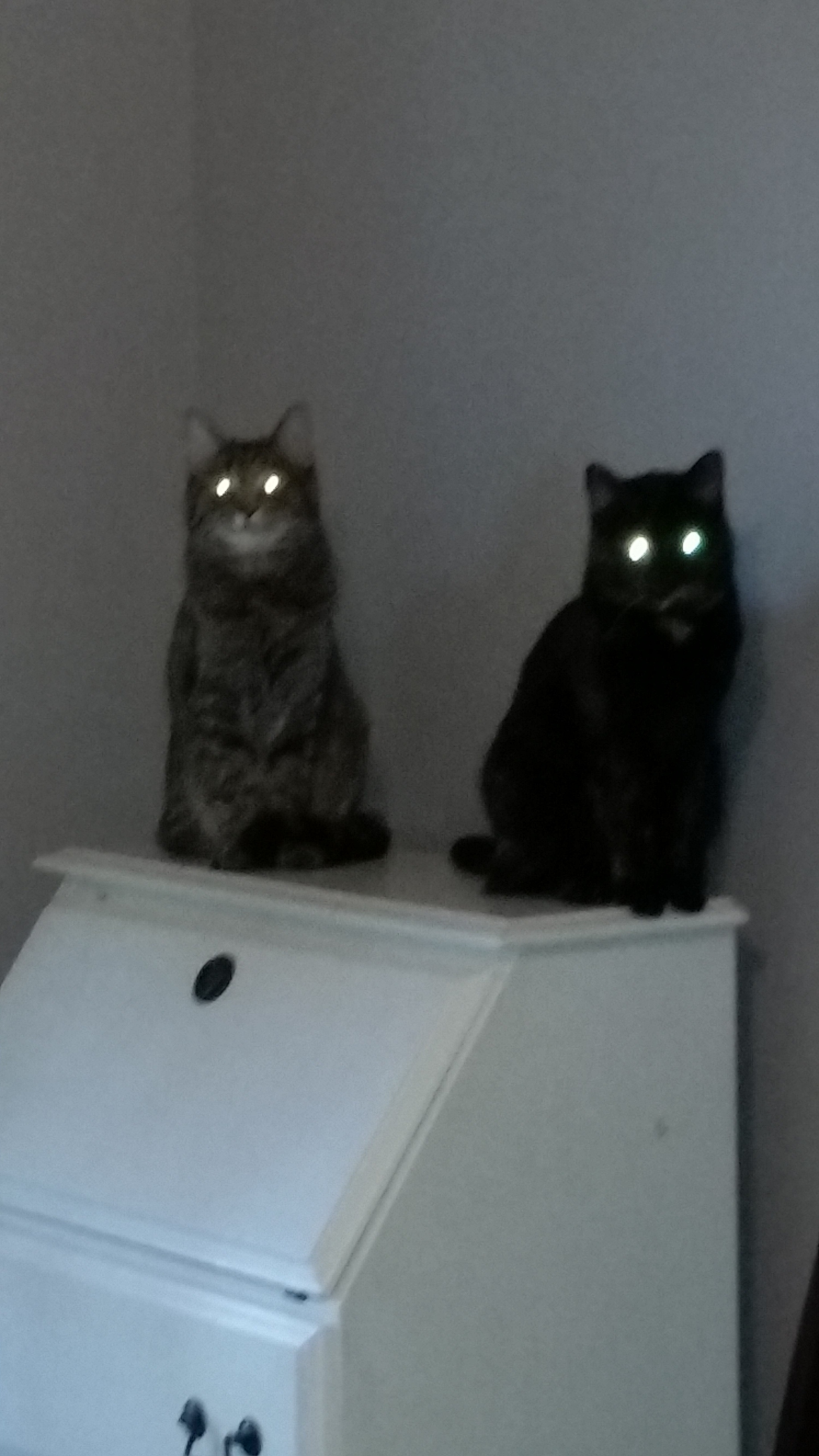 TIGER B, a Adoptable Tiger in Sardinia, OH image 3/6