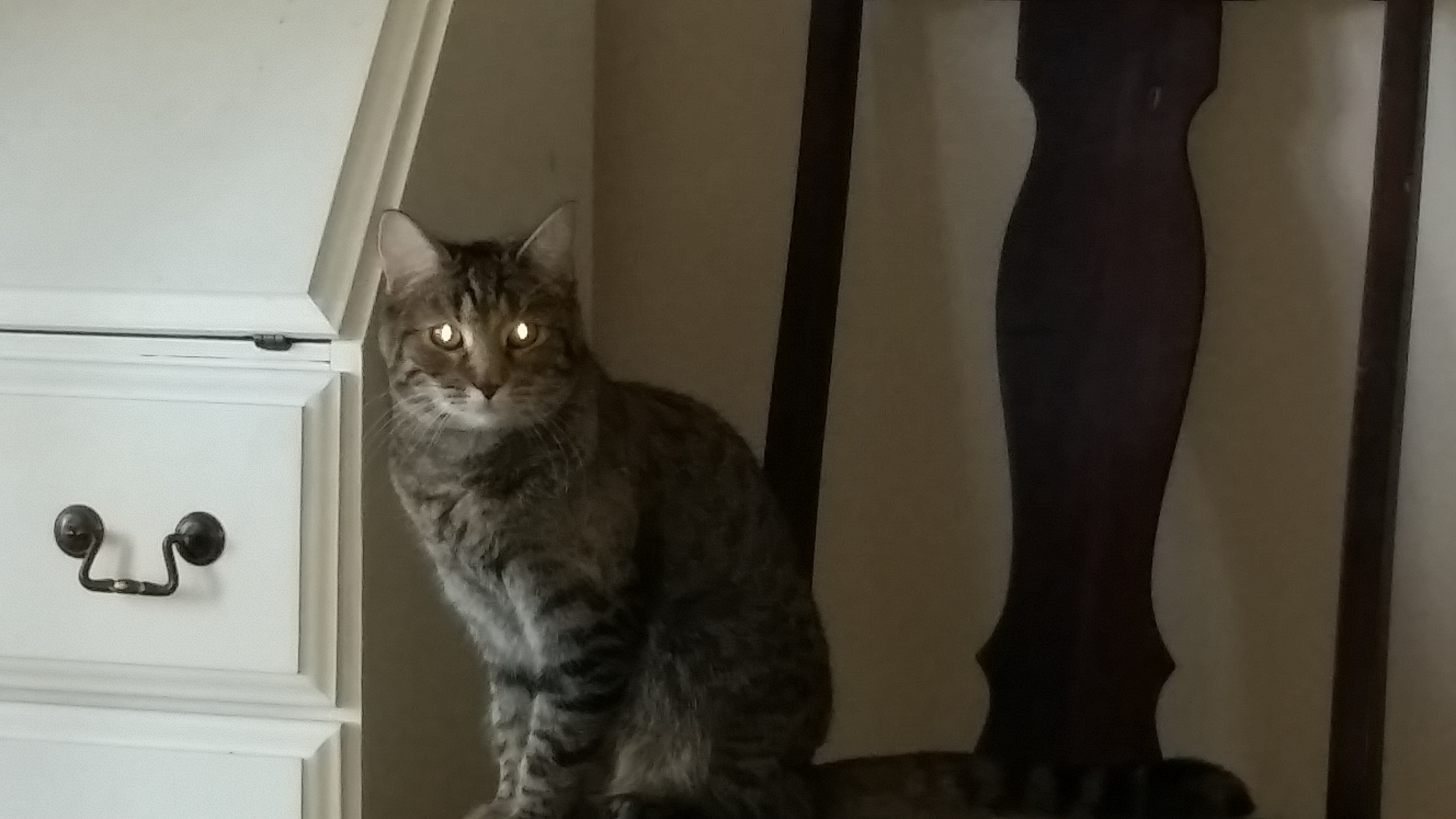 TIGER B, a Adoptable Tiger in Sardinia, OH image 4/6