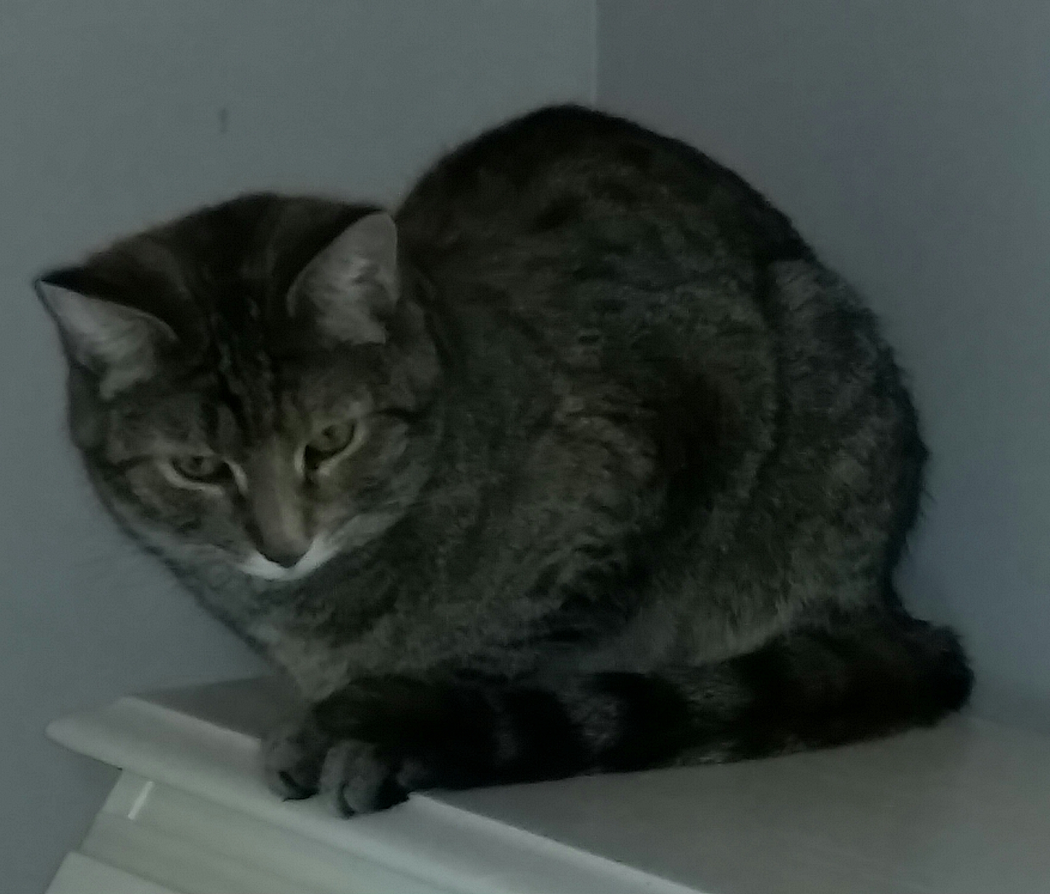 TIGER B, a Adoptable Tiger in Sardinia, OH image 5/6