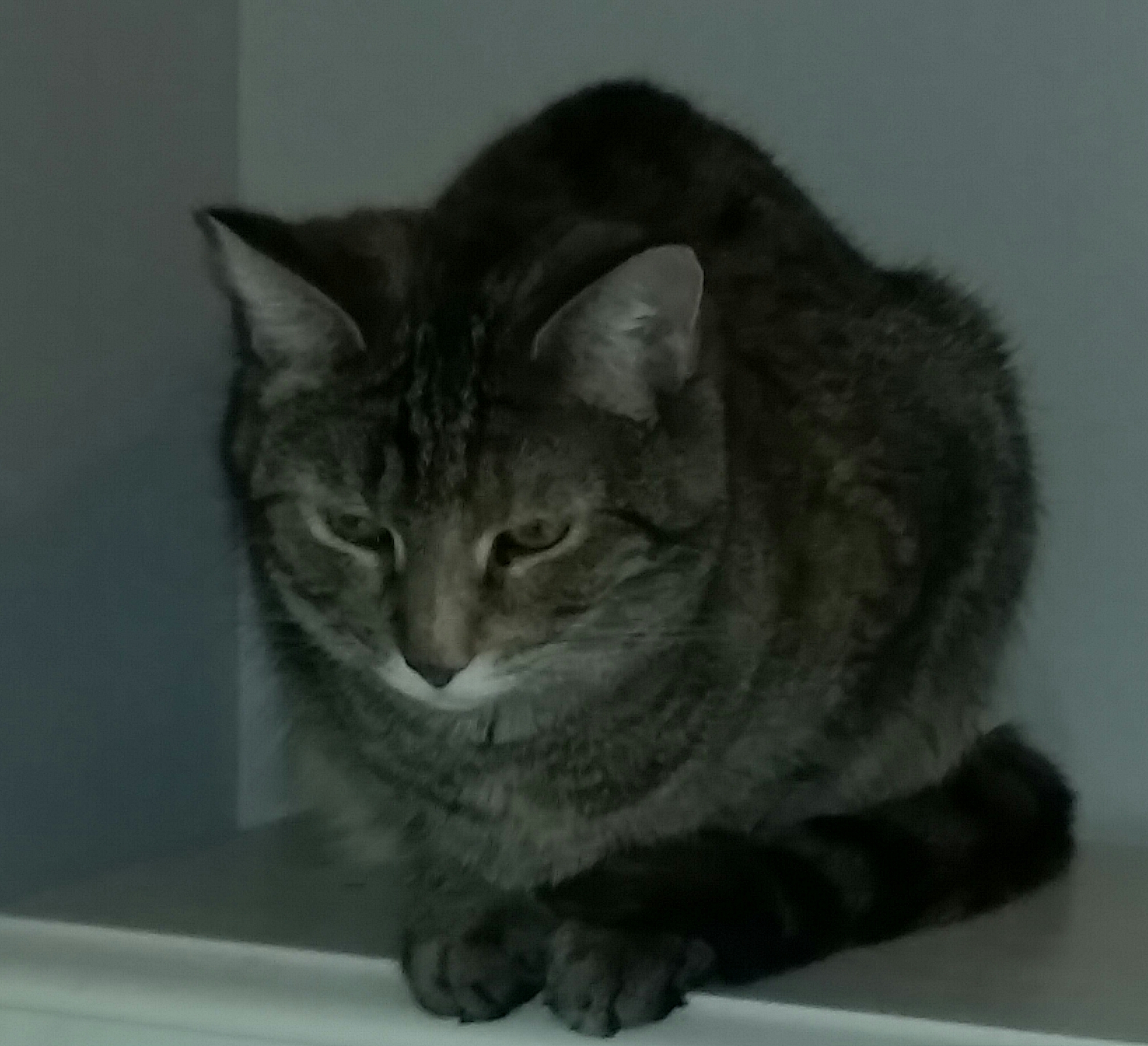 TIGER B, a Adoptable Tiger in Sardinia, OH image 6/6