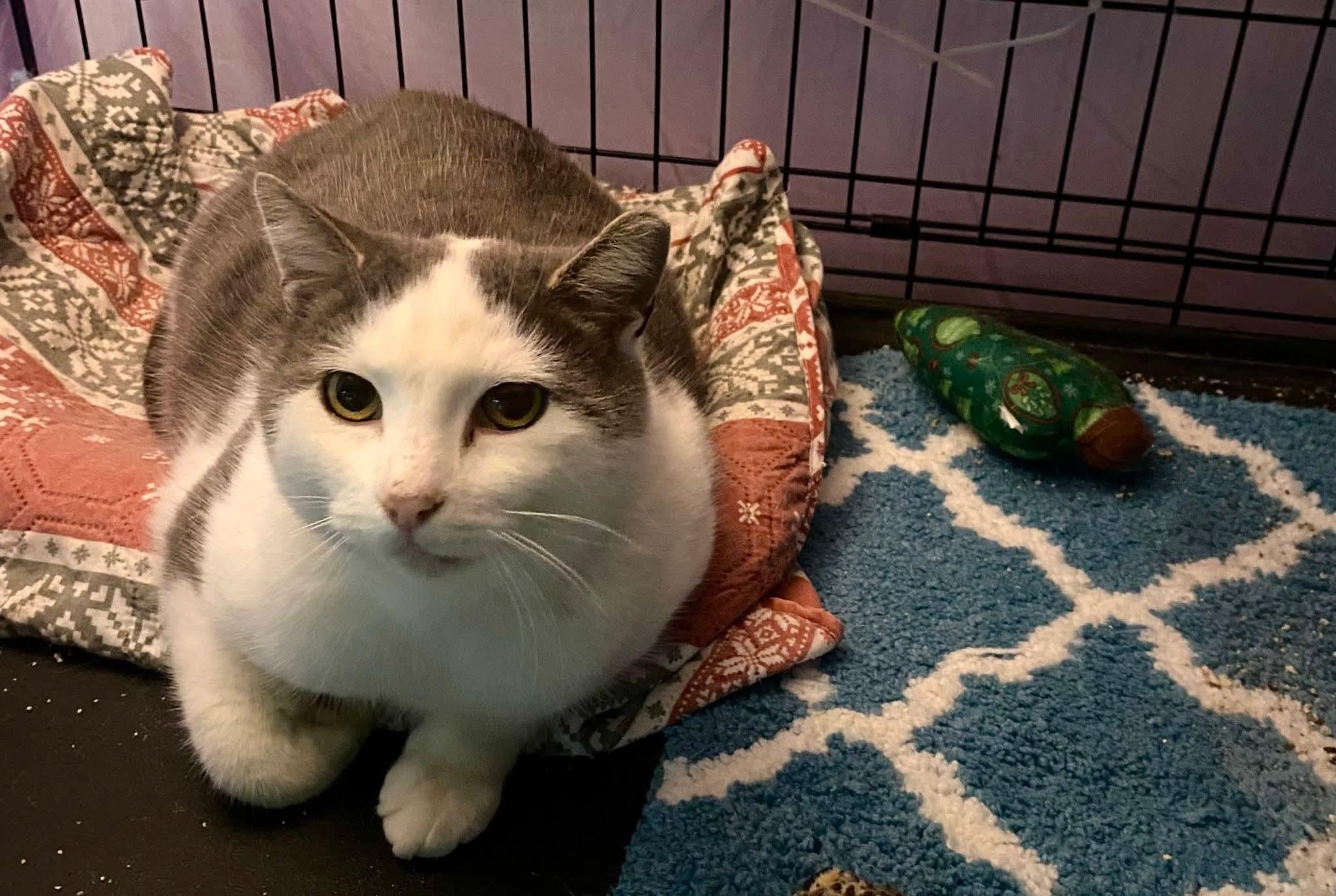 Enlarge Big Ed, a Adoptable mixed breed in Brownsville, PA image 1/5